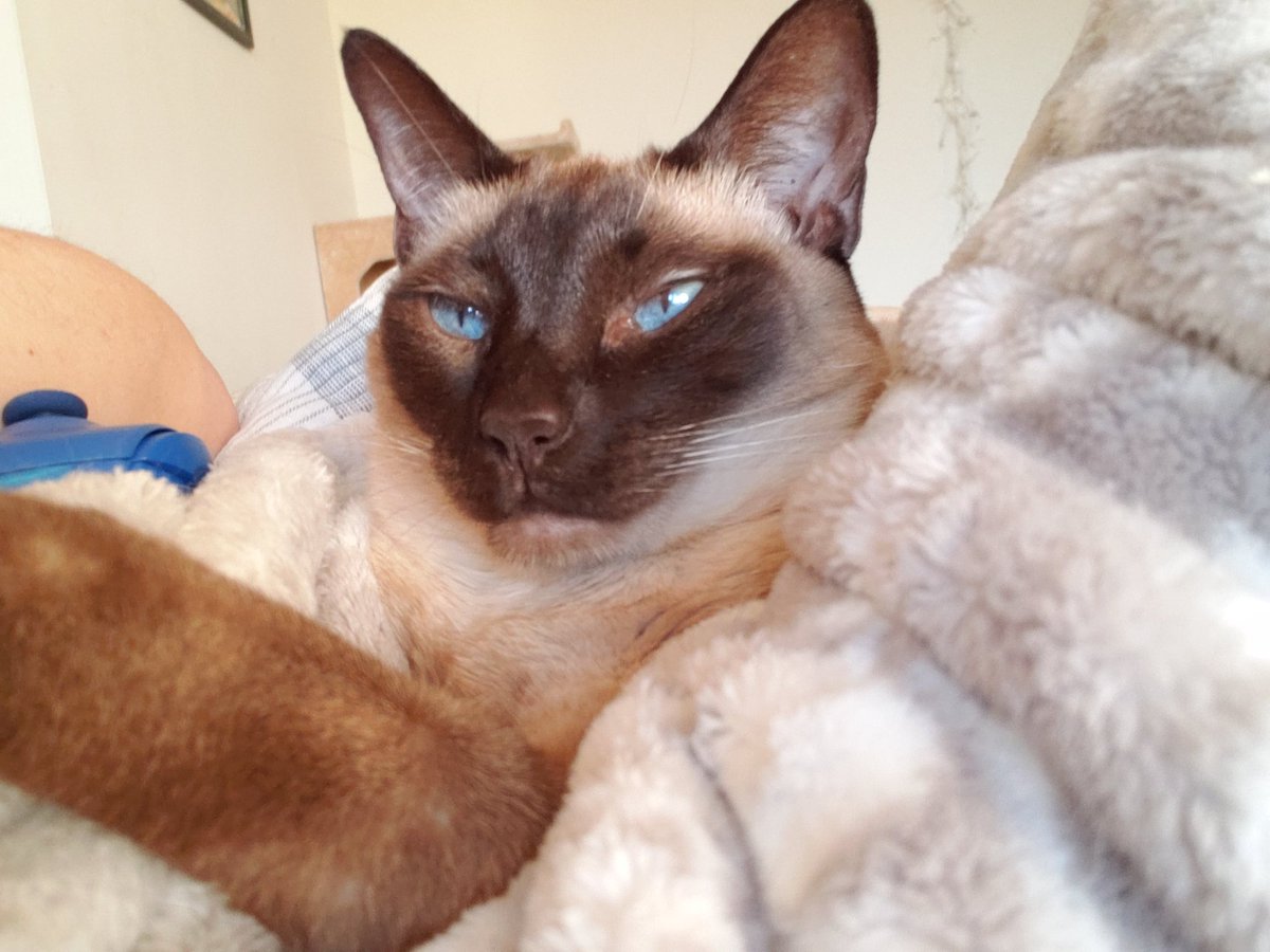 JulesandN's tweet photo. Happy #whiskerswednesday !! Hope everyone has a great day! #CatsOfTwitter #cats #catlovers #CatsLover #cat #HappyWednesday https://t.co/fdtuVVZ4o1