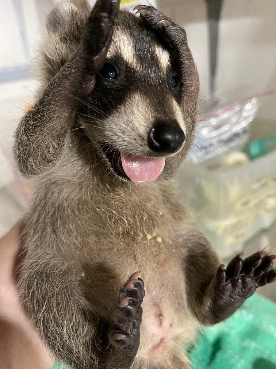 Raccoon kits are beginning to be born this time of year. If you find an uninjured baby raccoon, place it in a shallow box nearby and leave the area for several hours to allow the mother to retrieve it. Call a Wildlife Rehabilitator if the baby is injured or covered in insects.