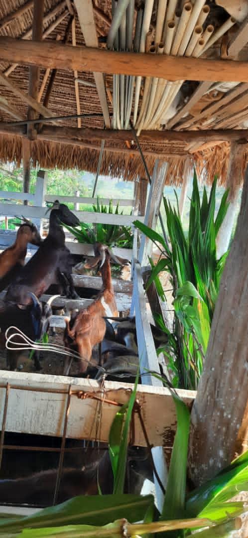 Lamujerhablan's tweet photo. #30Mar | En el Territorio de la Comuna Armando Bonilla @BonillaComuna, tienen el potencial, ya que son #ManosProductiva 
🇻🇪Venezuela, tierra bendita y revolucionaria con lealtad y mística @VocesUrgentes @jaarreaza @AdolfoP_Oficial @AngelPradoSP @MPP_Comunas https://t.co/SPrT0SdOpj