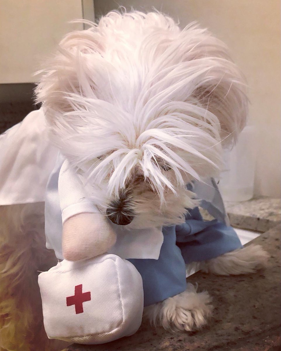 lynnjulian007's tweet photo. It’s Doctor’s Day! 🐶❤️😎
Dr Smallz…at your service.

Service Dogs come in
ALL SHAPES &amp; SIZES!
#doctorsday2022 #doctorsday

#DrSmallz
#medicalalertdog #servicedog
#medicalalertservicedog 
#drsmallzmakeshousecalls
#servicedoglife #servicedogsofig 
#servicedogsofinstagram https://t.co/S3UCzuMet2