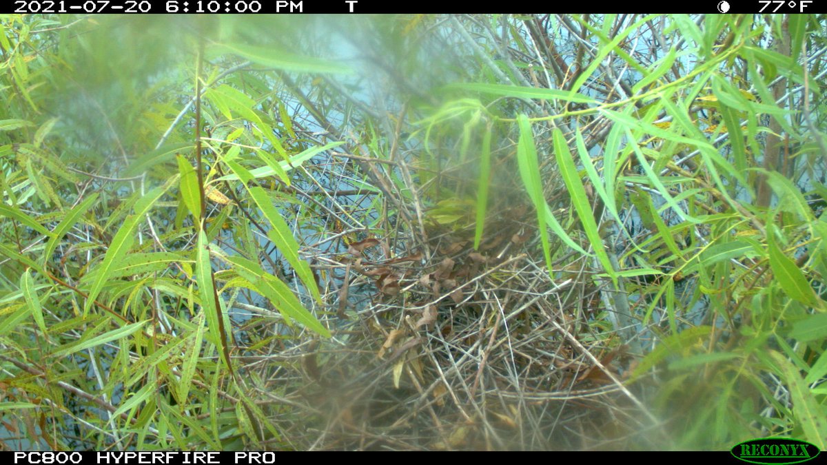 ilove2eatsnails's tweet photo. Cool #SnailKite nesting behavior - during last year's breeding season, a nest camera recorded a nest collapse after a strong storm rolled in. Days later, an egg appeared on the remaining nest structure! After some nest building, a new nest was formed in the same spot. https://t.co/nHE0Ab36mg