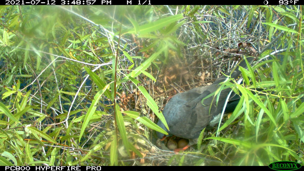 ilove2eatsnails's tweet photo. Cool #SnailKite nesting behavior - during last year's breeding season, a nest camera recorded a nest collapse after a strong storm rolled in. Days later, an egg appeared on the remaining nest structure! After some nest building, a new nest was formed in the same spot. https://t.co/nHE0Ab36mg