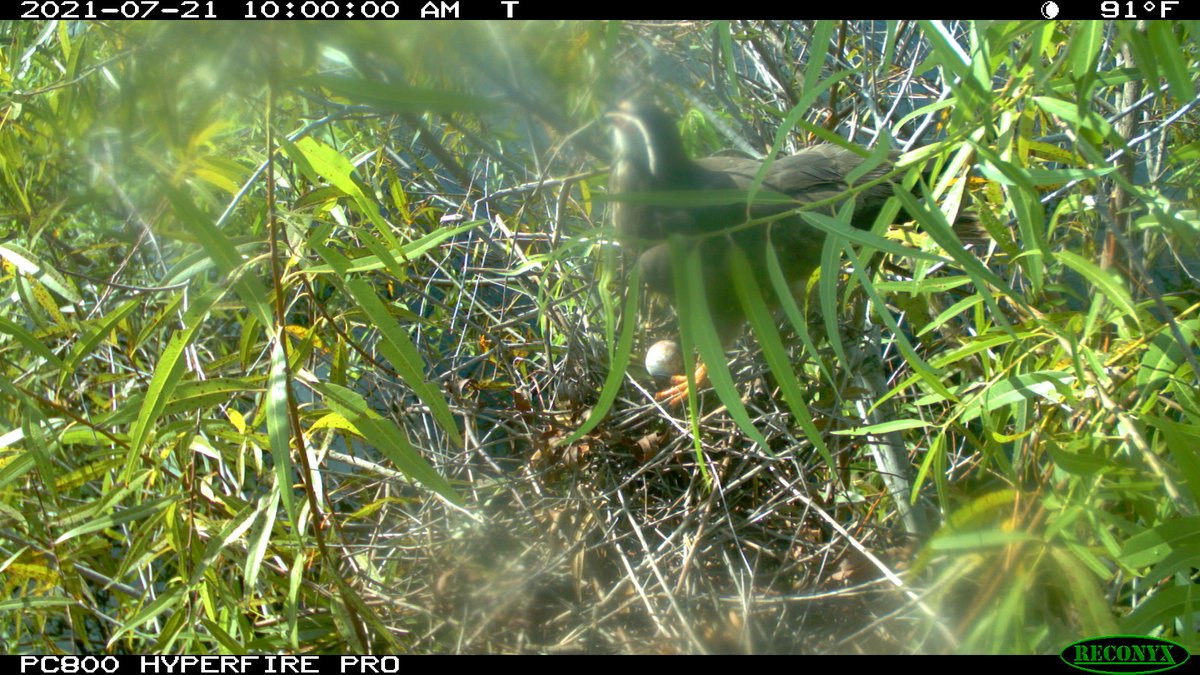 ilove2eatsnails's tweet photo. Cool #SnailKite nesting behavior - during last year's breeding season, a nest camera recorded a nest collapse after a strong storm rolled in. Days later, an egg appeared on the remaining nest structure! After some nest building, a new nest was formed in the same spot. https://t.co/nHE0Ab36mg