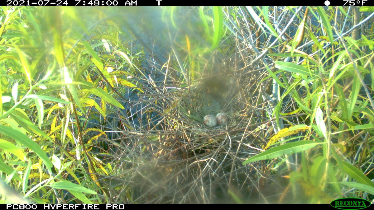 Cool #SnailKite nesting behavior - during last year's breeding season, a nest camera recorded a nest collapse after a strong storm rolled in. Days later, an egg appeared on the remaining nest structure! After some nest building, a new nest was formed in the same spot.