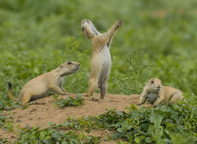 Rainmaker1973's tweet photo. Prairie dogs have a language that's more advanced than any other animal language that’s been decoded. Researchers found that their calls convey descriptive details like distinguishing between a wide variety of animals: even what color a human is wearing https://t.co/CSSwUXFRLq https://t.co/iCmZfMz61V
