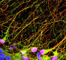 sblizarraga's tweet photo. Interested in neuronal development, chromatin &amp; stem cells? Join us! we are looking for a research assistant please apply here https://t.co/eHk5UUzQ96  or DM me, perfect opportunity for recent college grads looking to take 1-2 years off before going to PhD or MD/PhD programs! https://t.co/OOJgD3M2CM