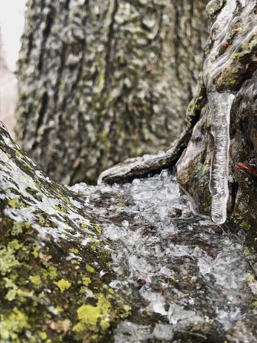 beesbirdstrees's tweet photo. Ice covered, very slippery here at the moment. #springinmichigan https://t.co/voebVndkAE