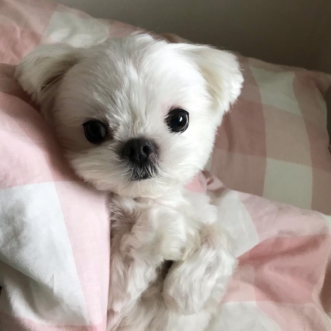 dinogodwhale's tweet image. 