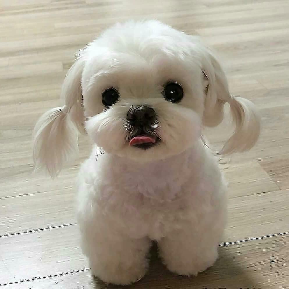 dinogodwhale's tweet image. 