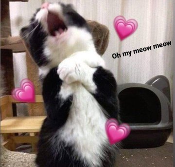 Zohaexol's tweet photo. سوهو شی 
منو نکش 
You kill meeeeeee https://t.co/OluqEqWL9j