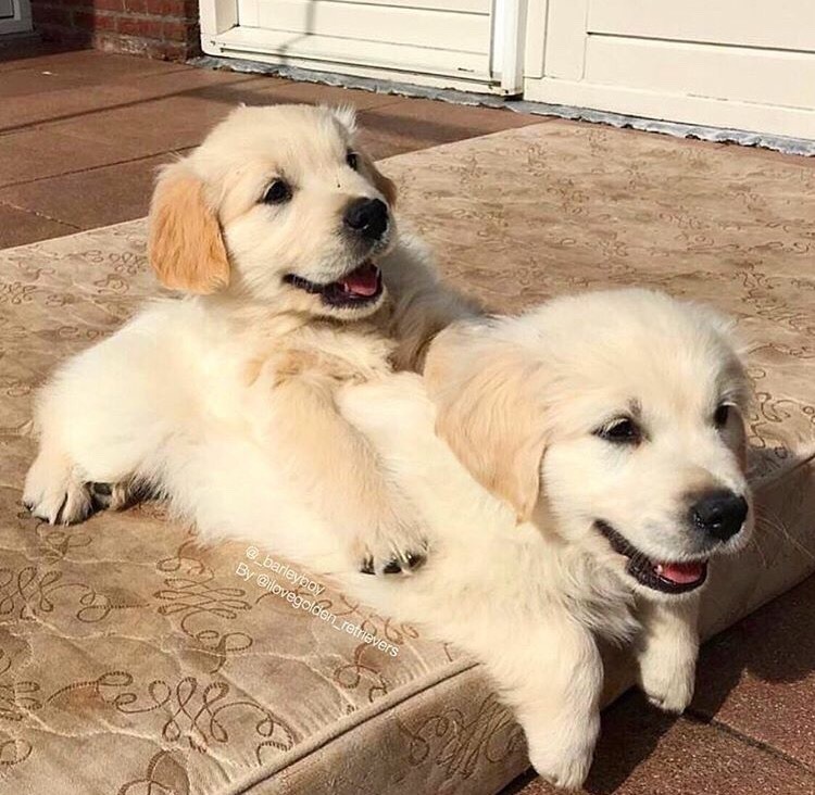 Dinomite🦖🧨 (@dinogodwhale) on Twitter photo 