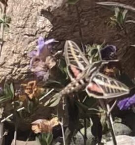 Sergio_concolor's tweet photo. @1NativeSoilNerd It was such a blessing even #TobyTheTortoise interrupted his slumber to check it out 🐢 I found him going back into his burrow while the neighbors were out partying 🐇🐛🌻 https://t.co/8m6QArnxag