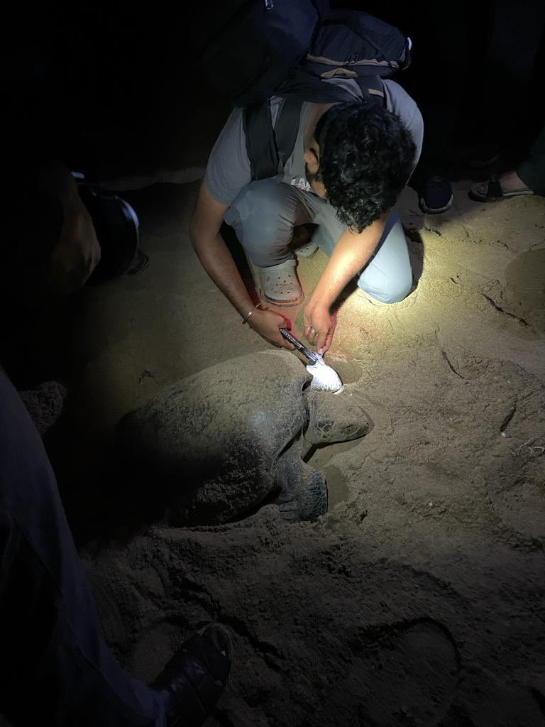 moefcc's tweet image. Spectacular #arribada of Olive Ridley #Turtles continuing at #Rushikulya Rookery, one of the mass nesting sites for this species. ZSI team is monitoring the nesting population, counting the arribada throughout the night since 26th March 2022.