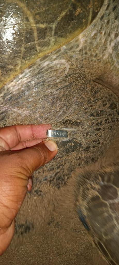 moefcc's tweet image. Spectacular #arribada of Olive Ridley #Turtles continuing at #Rushikulya Rookery, one of the mass nesting sites for this species. ZSI team is monitoring the nesting population, counting the arribada throughout the night since 26th March 2022.