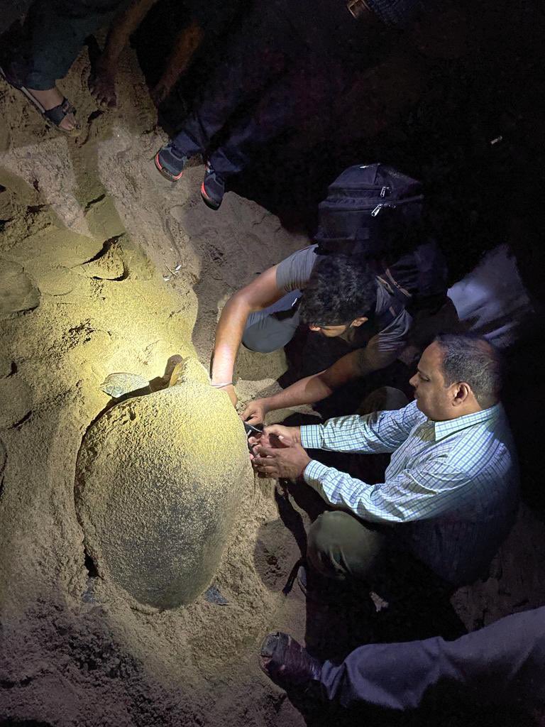 moefcc's tweet image. Spectacular #arribada of Olive Ridley #Turtles continuing at #Rushikulya Rookery, one of the mass nesting sites for this species. ZSI team is monitoring the nesting population, counting the arribada throughout the night since 26th March 2022.