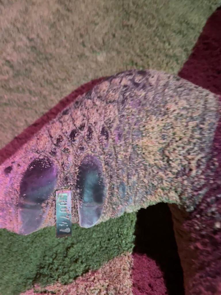 moefcc's tweet image. Spectacular #arribada of Olive Ridley #Turtles continuing at #Rushikulya Rookery, one of the mass nesting sites for this species. ZSI team is monitoring the nesting population, counting the arribada throughout the night since 26th March 2022.