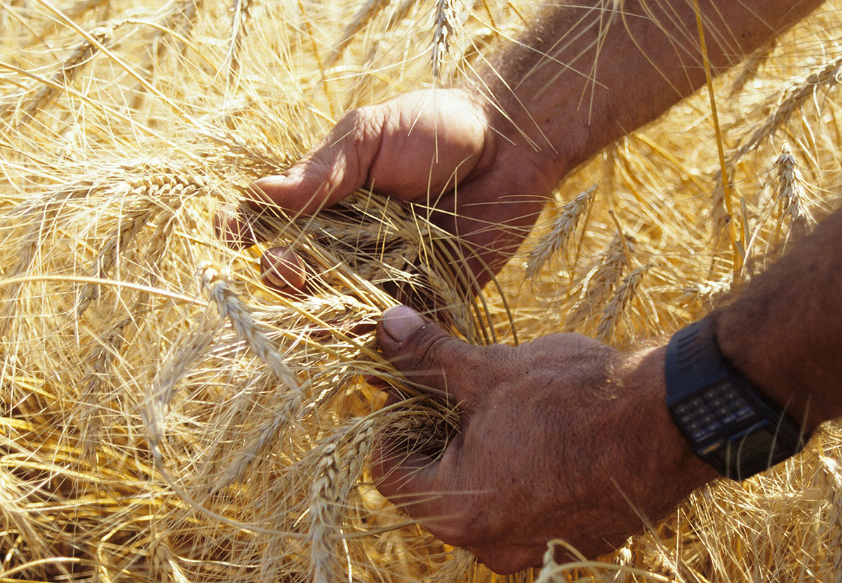 “I believe the #HabitatFriendly #WinterWheat Ecolabel will emphasize the attributes of both transparency and traceability.” - Chafik Baghdadi, R&amp;D/QA Director at <a href="/moulinsoulanges/">Moulins de Soulanges</a>. Learn more: habitatwheat.ca/our-stories/so…