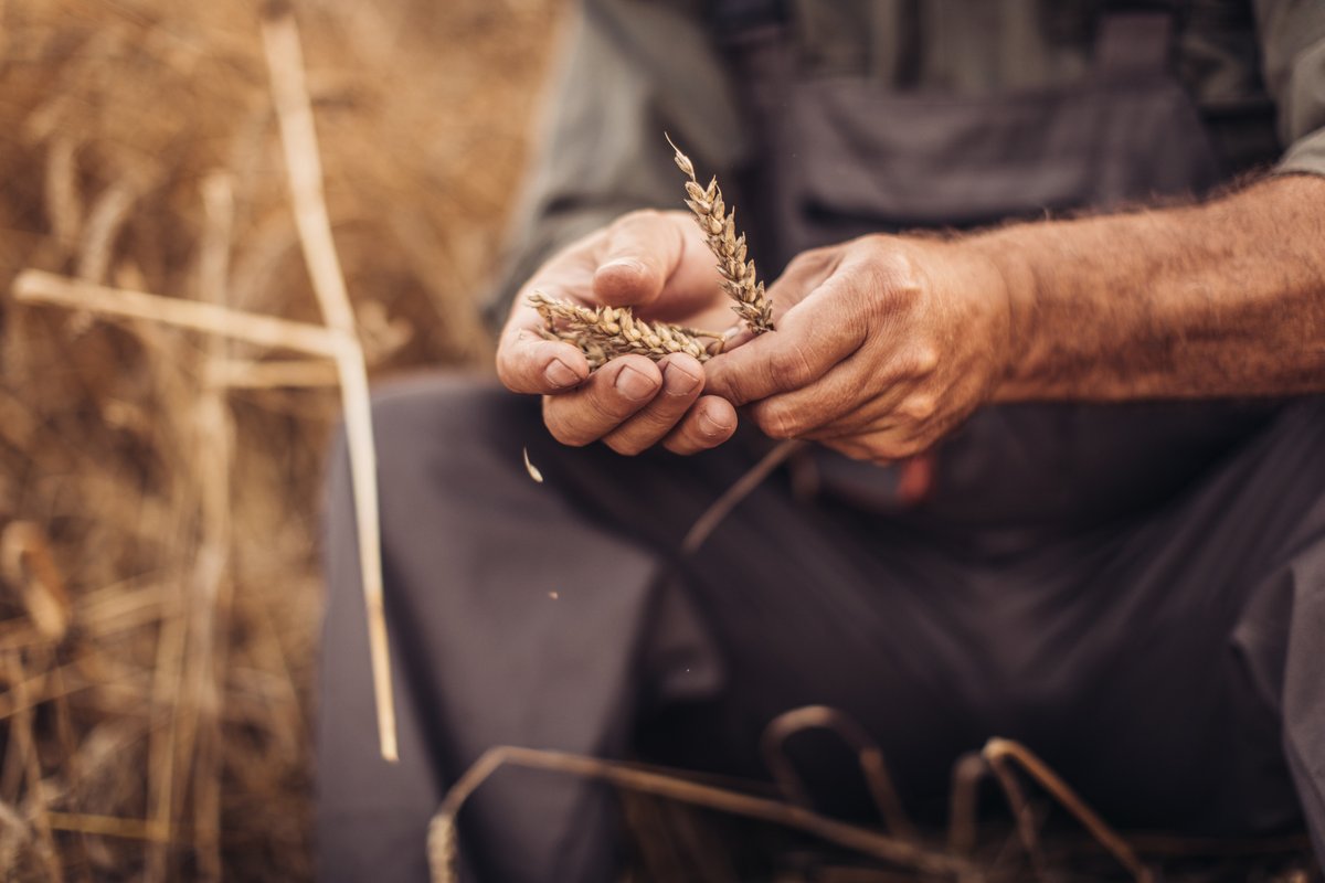 Our ecolabel means we can help #CanadianFarmers discover or create niche opportunities to sell their #WinterWheat to higher value markets. Learn more habitatwheat.ca/producers/