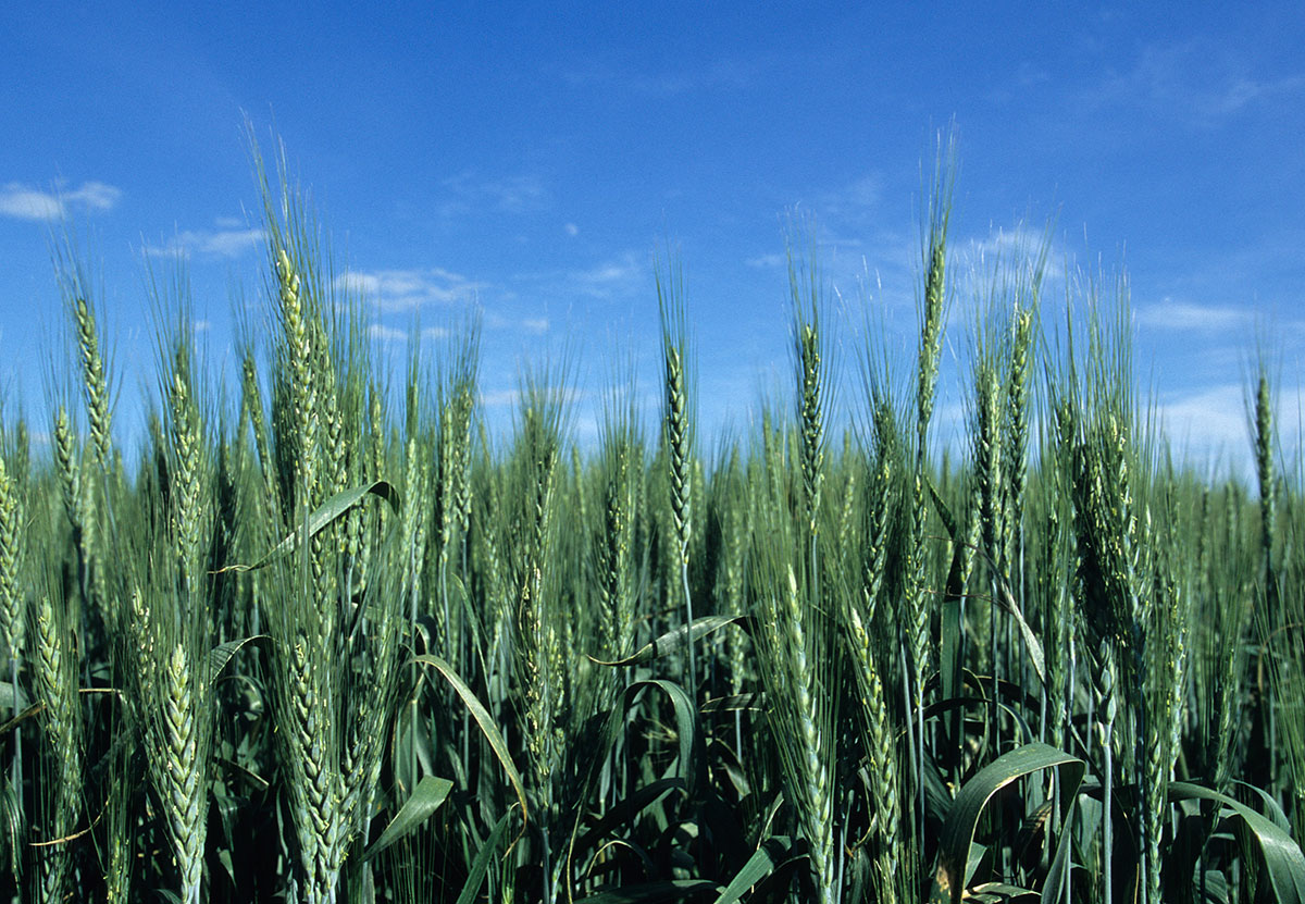 “Winter wheat hasn’t historically been a very high value crop, so the opportunity to differentiate and add-value through an eco-label is an exciting prospect,” says 4th generation #Manitoba farmer, Doug Martin. Read his story: habitatwheat.ca/our-stories/fa…