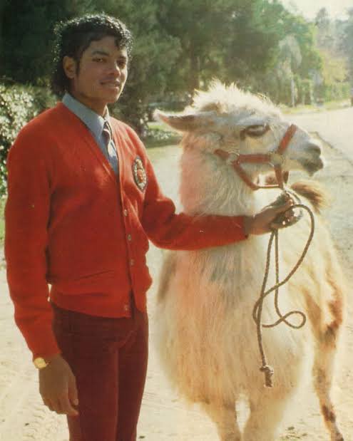 tisejjk's tweet photo. Michael jackson levou uma lhama pro estúdio, por isso a música entre ele e freddie Mercury não saiu, freddie se irritou com Michael kkkkkkk https://t.co/c4a4Rr4aJ8
