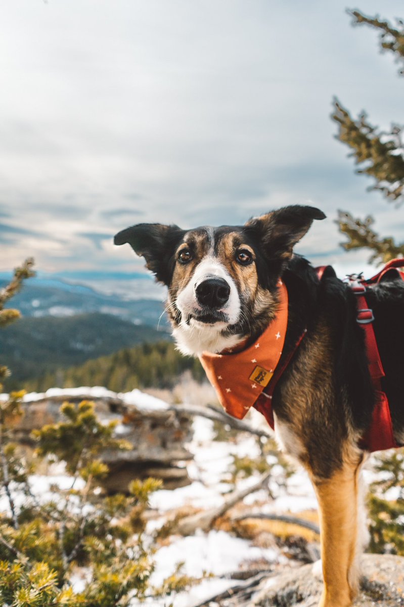 Is calling in homesick an appropriate sick to be calling in? Because look at this face 🥺 why do I leave her for work