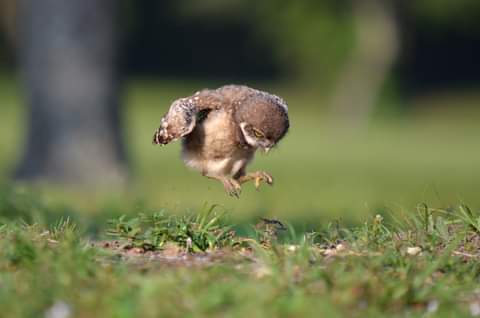 What is this baby owl doing?
Practicing it’s leaps for a game of hopscotch? 
🍃💚🌴🌿🍀😄💕