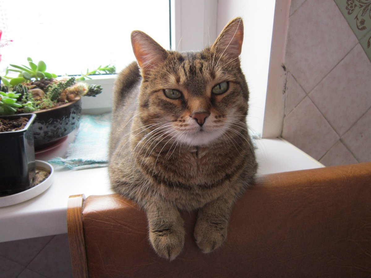 cute_cats_funny's tweet photo. #猫  shrimp https://t.co/GKH8PZTzXG