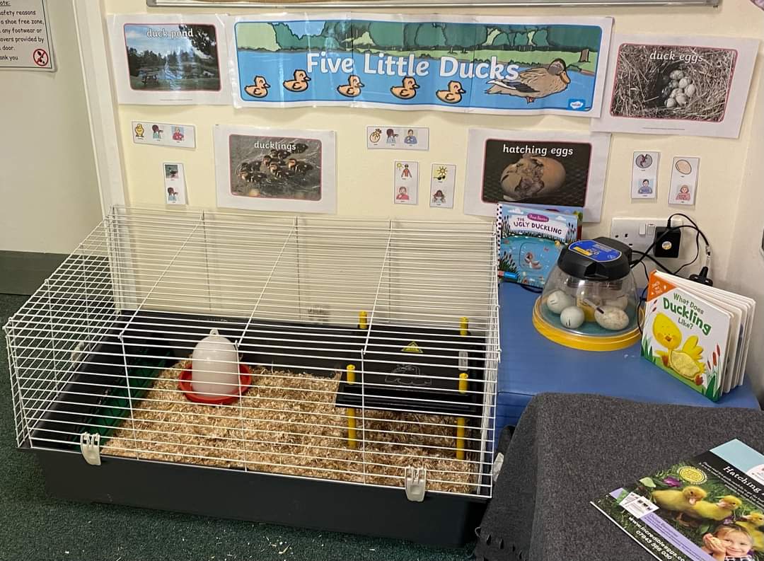 Chestnut Nursery Schools tweet media