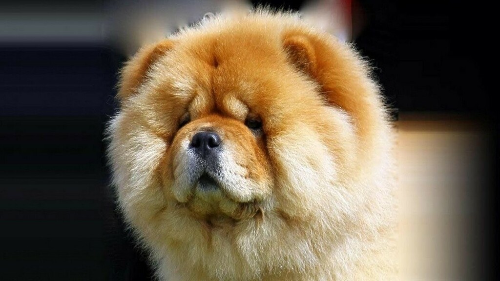 DogNeedsBest's tweet photo. My little doggo!
#dogs #dogsofinstagram #doglover #chowchow #cutedogs #instadog #instapet #DogNeedsBest https://t.co/5HWCKz7uqd