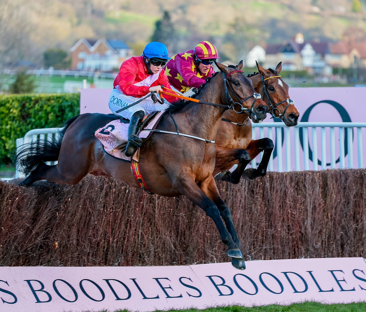 myracingtips's tweet photo. Which race do you prefer?🏇

♥️ - Cheltenham Gold Cup 
🔄 - Grand National https://t.co/p22oUZXwkX