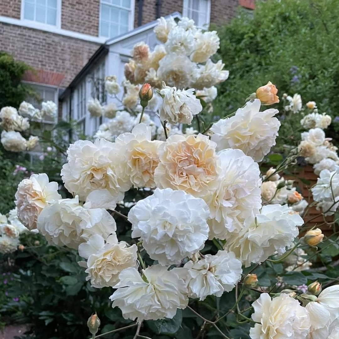 EmeryWalker_org's tweet photo. Come see our gorgeous #garden this June as we're taking part in London Square Open Gardens Weekend organised by @LDNGardensTrust! Early bird #tickets are on sale until midnight tonight: https://t.co/58Pw3C0D3q
#ThingsToDo #JuneEvents #Gardens #HammersmithTerrace #ThamesGardens https://t.co/Fe82u9SPhz