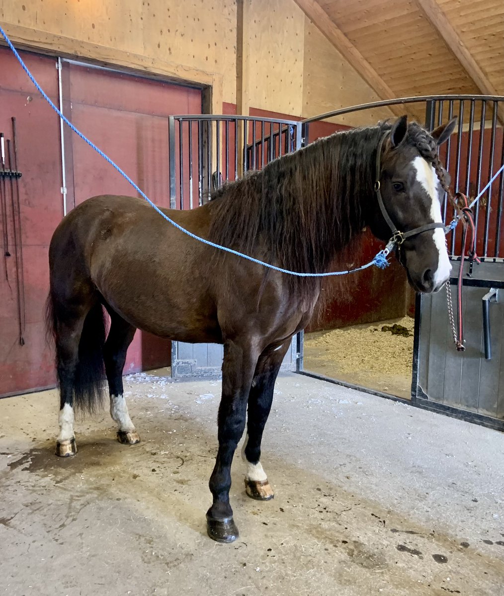 Ängsborken redo för avfärd till #solvalla och #v86 ikväll.
Tror och hoppas han tycker som vi att det ska bli skoj att tävla igen 🤩