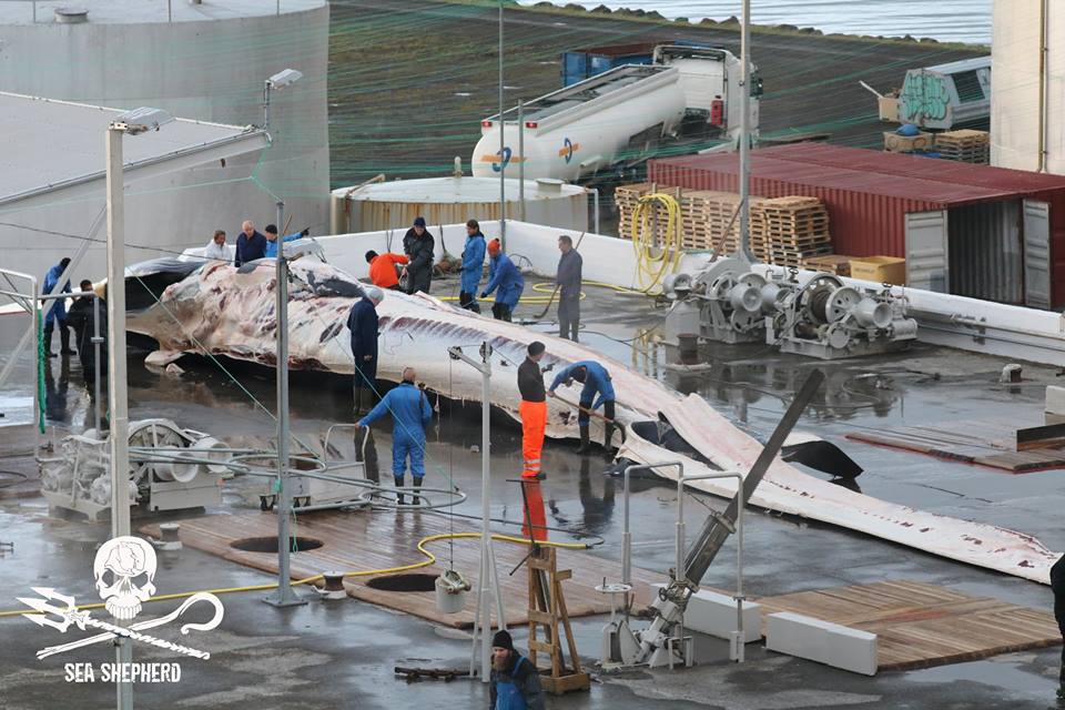 @JazzyDolphin @NicABR @Sharman2Pam @whalesorg @AlbiDeak Is a #SummerJob for 150 people worth the LIVES of over 200 #FinWhales??? 🆘🇮🇸🐋🐋🐋🐋🇮🇸🆘 Please #Iceland STOP THE MADNESS #StopWhaling #OpWhales