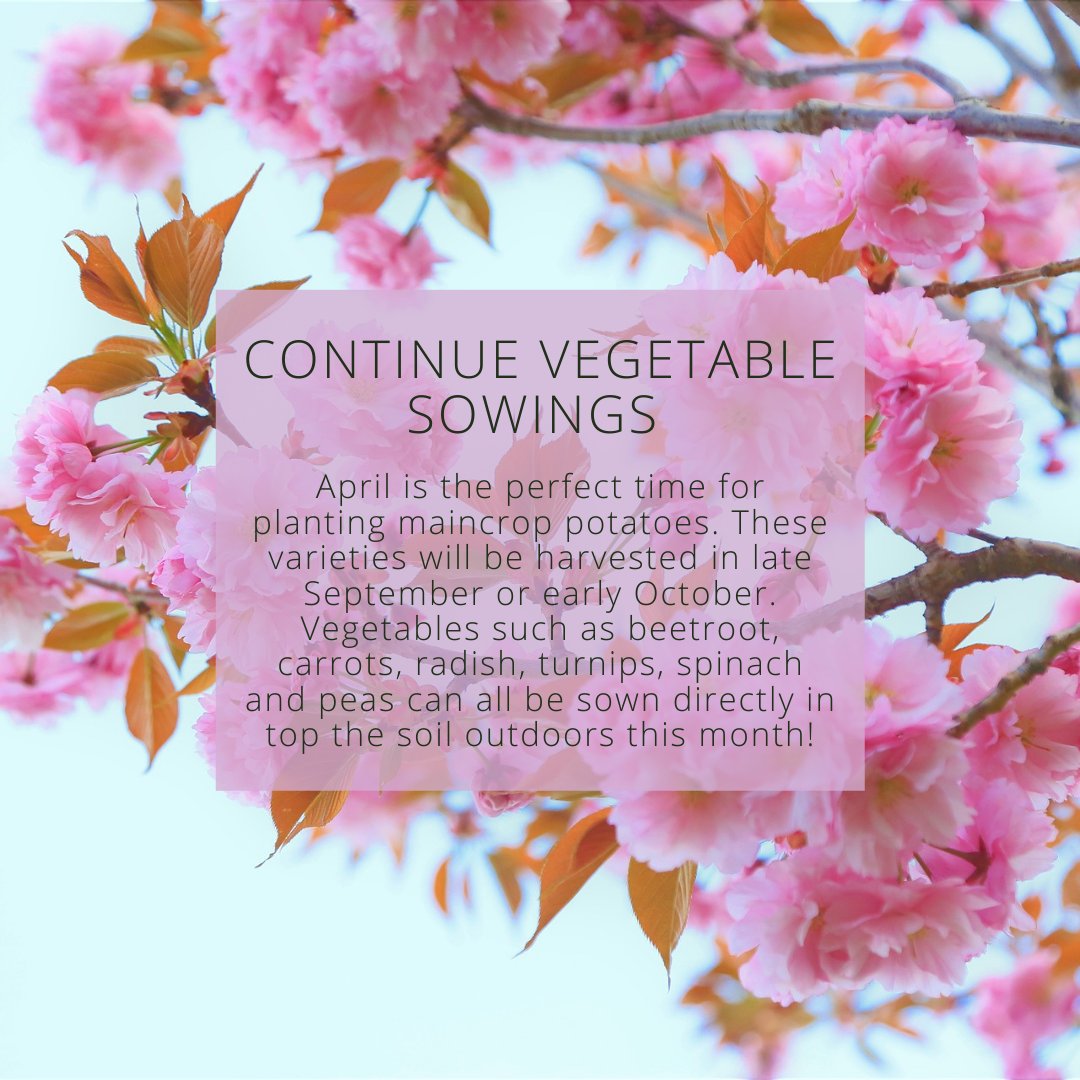 BASF_Nemasys_UK's tweet photo. Here we are, spring is in full swing! Hello April. 🌸🌷

Here are our top tips this month for enjoying your gardening space, take a look through:

#HelloApril #Springtime https://t.co/O8kR8BFID9