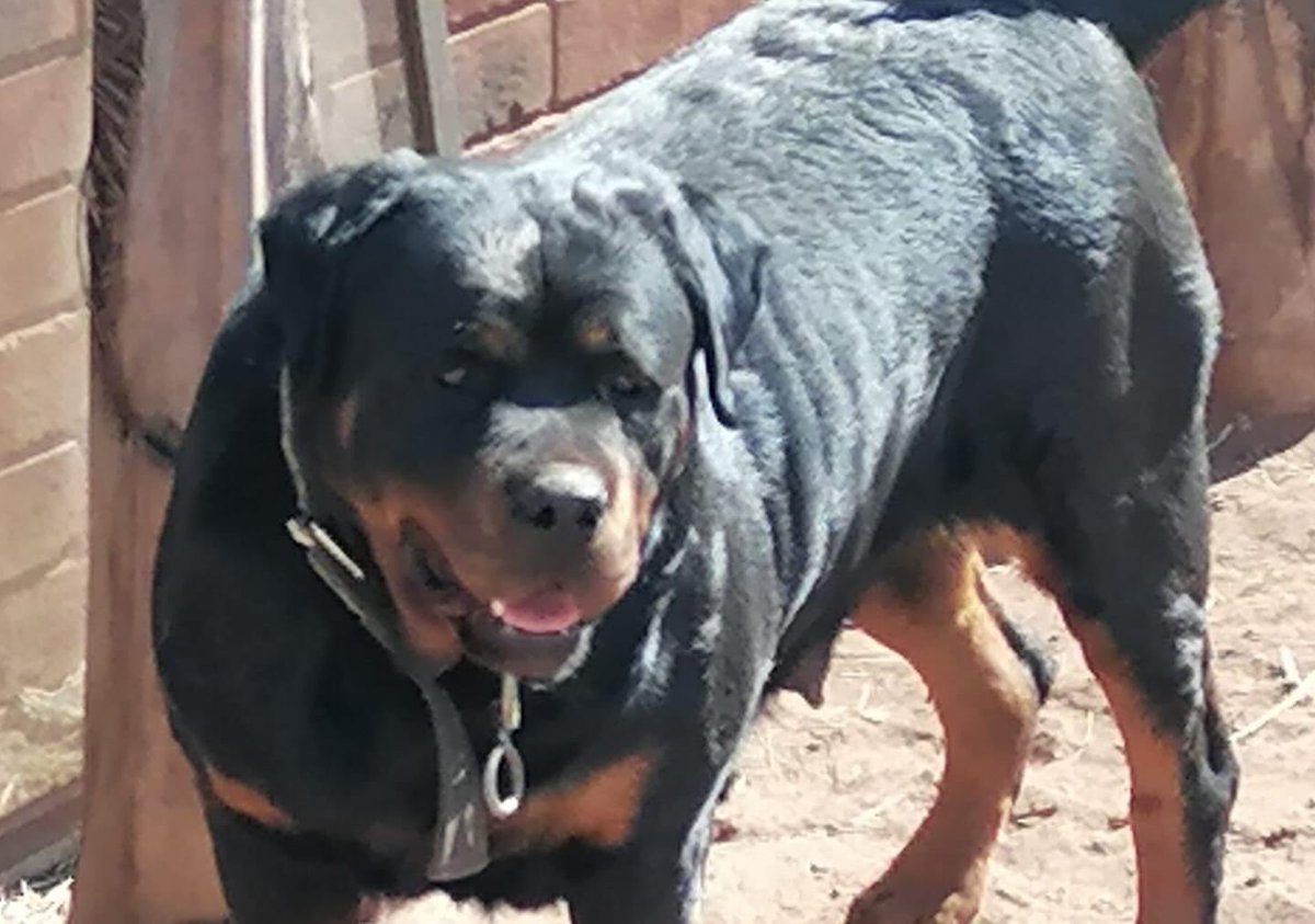 tarchboy's tweet photo. Rottweiler puppies, available for adoption only to good homes. DM for details.

#dogsoftwitter #nhlanhla_lux #BafanaBafana #JeffWadiFebe #ghosthlubi https://t.co/ninLeScecB