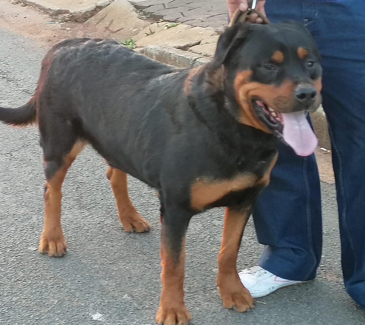 tarchboy's tweet photo. Rottweiler puppies, available for adoption only to good homes. DM for details.

#dogsoftwitter #nhlanhla_lux #BafanaBafana #JeffWadiFebe #ghosthlubi https://t.co/ninLeScecB
