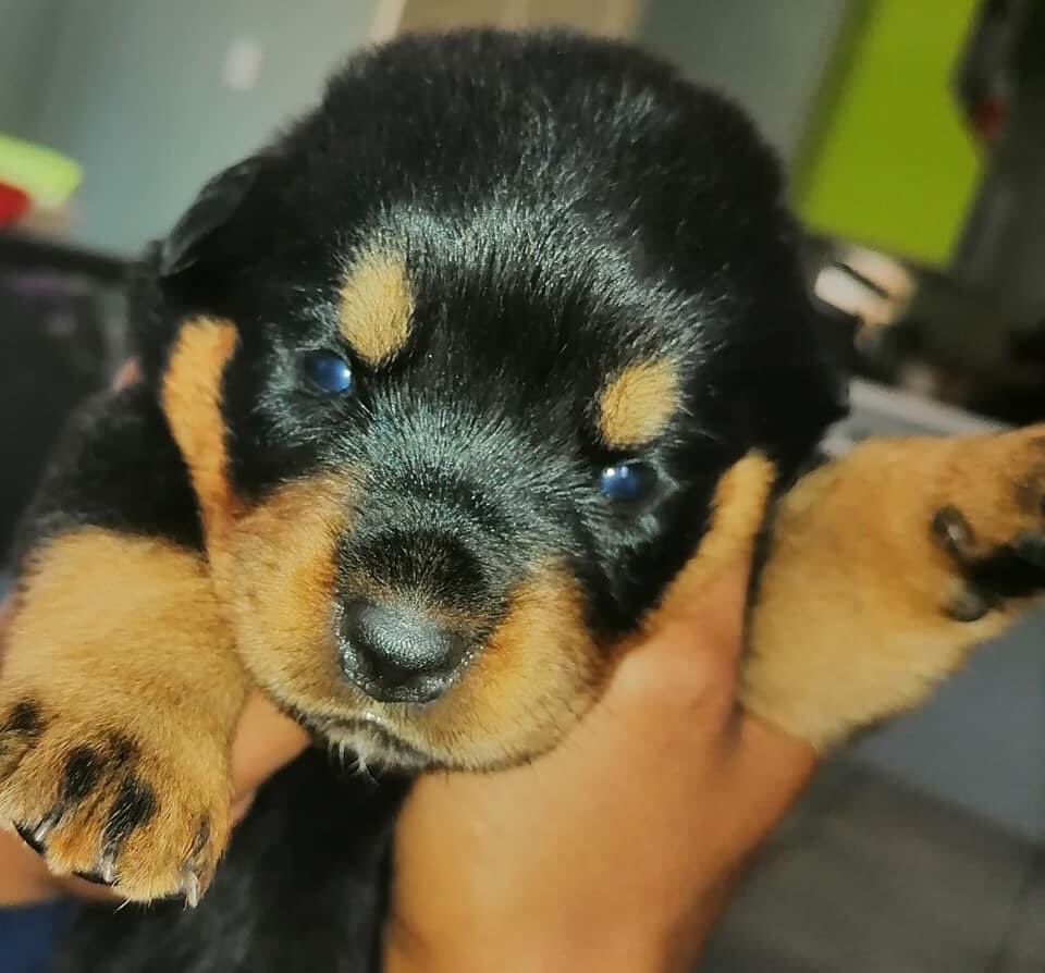 tarchboy's tweet photo. Rottweiler puppies, available for adoption only to good homes. DM for details.

#dogsoftwitter #nhlanhla_lux #BafanaBafana #JeffWadiFebe #ghosthlubi https://t.co/ninLeScecB