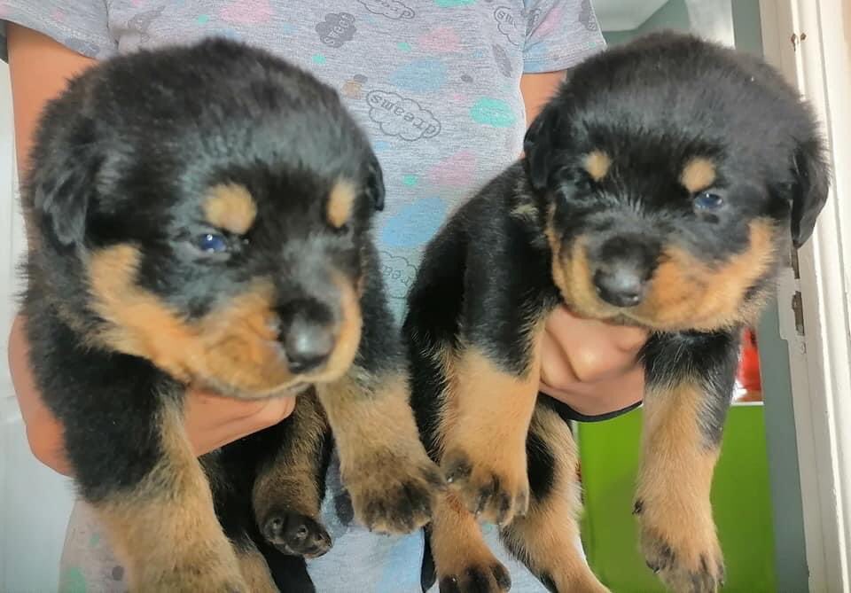 tarchboy's tweet photo. Rottweiler puppies, available for adoption only to good homes. DM for details.

#dogsoftwitter #nhlanhla_lux #BafanaBafana #JeffWadiFebe #ghosthlubi https://t.co/ninLeScecB