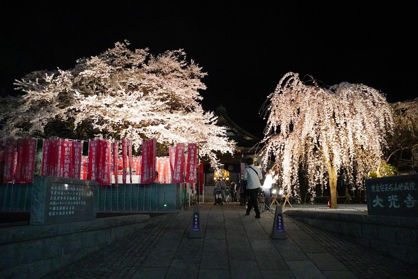 高尾山マガジン 高尾山ファンサイト 高尾駅南口の 大光寺 では 桜が見頃を迎えています 樹齢0年の江戸彼岸桜や400年の枝垂れ桜が見事に咲き誇ってます 夜になるとライトアップされてこれもまた圧巻 大光寺は京王線高尾駅のホームからも見れ