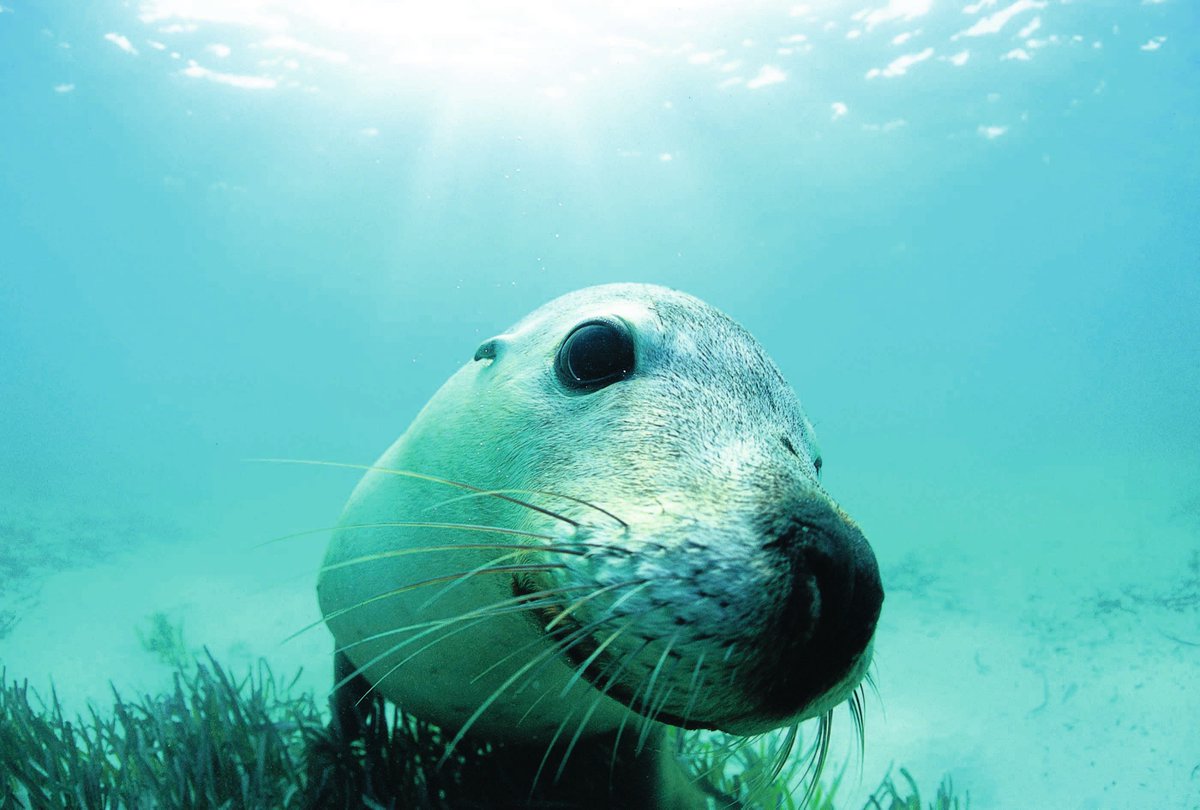 wanderlustmag's tweet photo. Make a splash in Western Australia > https://t.co/FOp9L60Qe1
Top coastal experiences according to the locals...
#ad #wlwa https://t.co/Tv0JYVpu5s