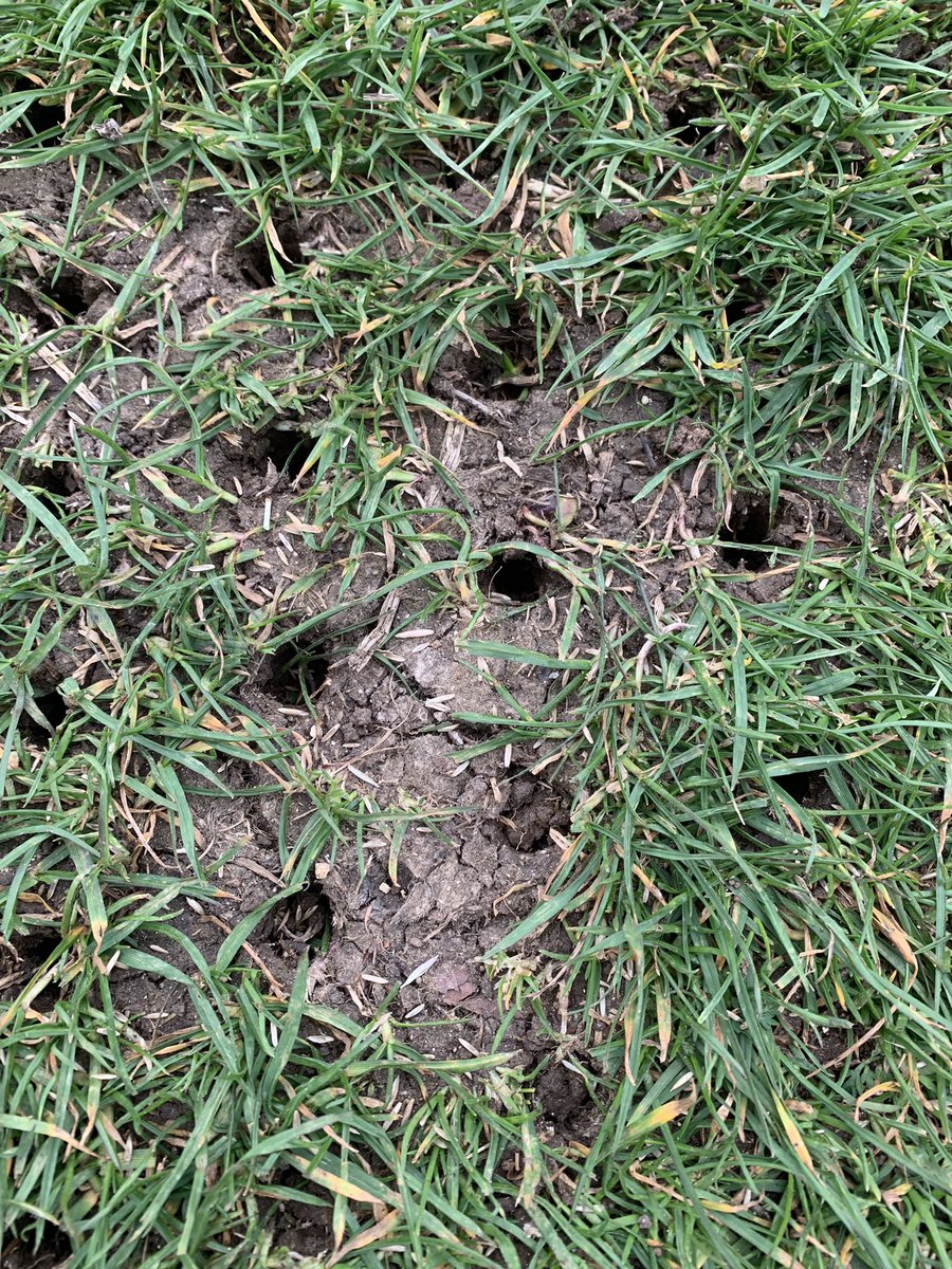 Mark572509852's tweet image. Some seed and feed going down on the summer pathways ready for the rain to wash it in tonight #springreno #summerprep