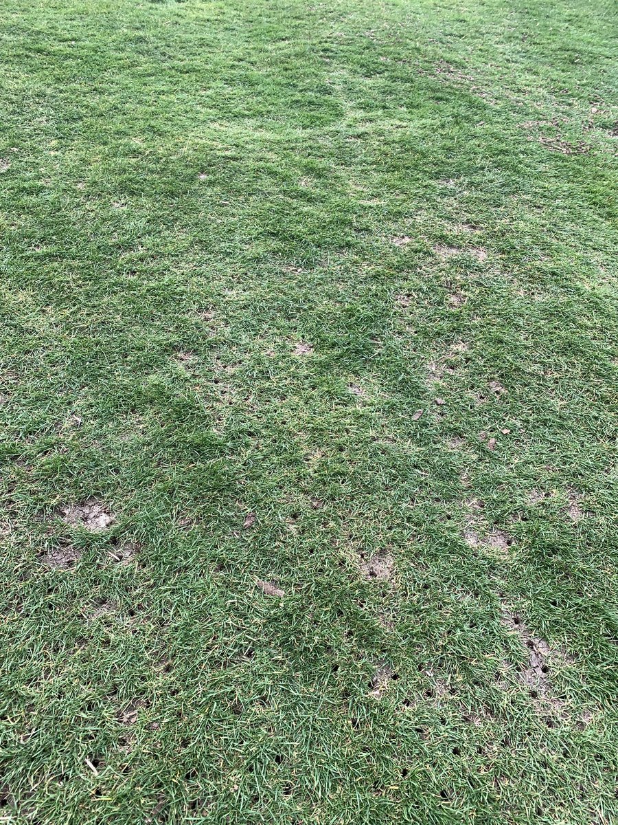 Mark572509852's tweet image. Some seed and feed going down on the summer pathways ready for the rain to wash it in tonight #springreno #summerprep