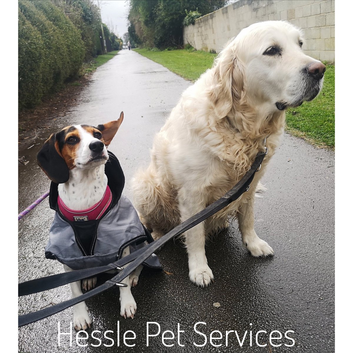 HesslePets's tweet photo. These two haven't walked together for two years and they were delighted to see each other 💞
#dogwalker #Hessle #goldenretriever #camerashydog #cockajack #dogsoftwitter https://t.co/k4Wm8VJ8DM