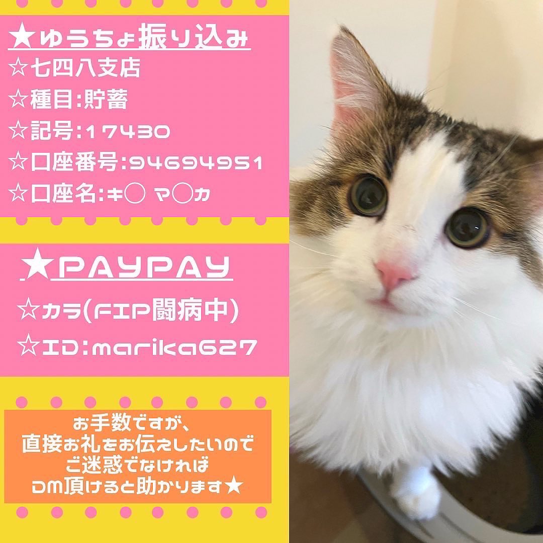 coco_k716's tweet photo. #クラウドファンティング 挑戦中‼️
ココに続き、カラもFIPに😭海外の薬しか治療法がなく、高額な治療費の為、お力添えお願いします🙇‍♀️残り1日で達成率54.93%💦
⏩https://t.co/C6HJLW28ej

#fip #猫伝染性腹膜炎 #猫好きさんと繋がりたい #猫  #猫のいる幸せ　#猫のいる暮らし #猫のいる生活 #拡散希望 https://t.co/z3EbEsCuor
