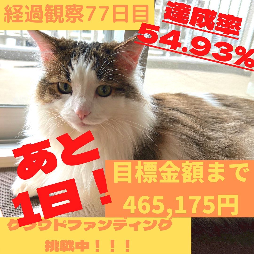 coco_k716's tweet photo. #クラウドファンティング 挑戦中‼️
ココに続き、カラもFIPに😭海外の薬しか治療法がなく、高額な治療費の為、お力添えお願いします🙇‍♀️残り1日で達成率54.93%💦
⏩https://t.co/C6HJLW28ej

#fip #猫伝染性腹膜炎 #猫好きさんと繋がりたい #猫  #猫のいる幸せ　#猫のいる暮らし #猫のいる生活 #拡散希望 https://t.co/z3EbEsCuor