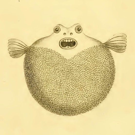 friel's tweet photo. I am haunted by this illustration of a Bandtail Pufferfish (Sphoeroides spengleri) in Bernard Germain de Lacépède's Histoire Naturelle des Poissons. The lower jaw teeth are correctly drawn, but the upper jaw teeth look like a set of dentures.🤦‍♂���
https://t.co/tJdgXYaxwN https://t.co/8i0y5EavZ7