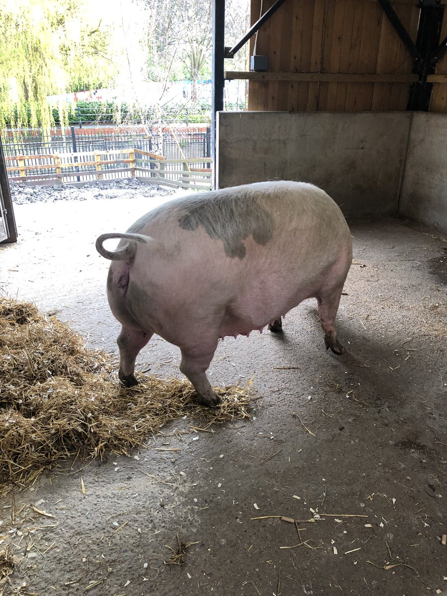 littlelizw's tweet photo. Amazing morning visiting @OuseburnFarm with the UKP team @TNLComFund Thanks so much for having us! #carefarm #Funding #animals #goatwalking #volunteers #dayout @PatersonHannah @Rhian_Thomas123 https://t.co/Zs4B66lAeS
