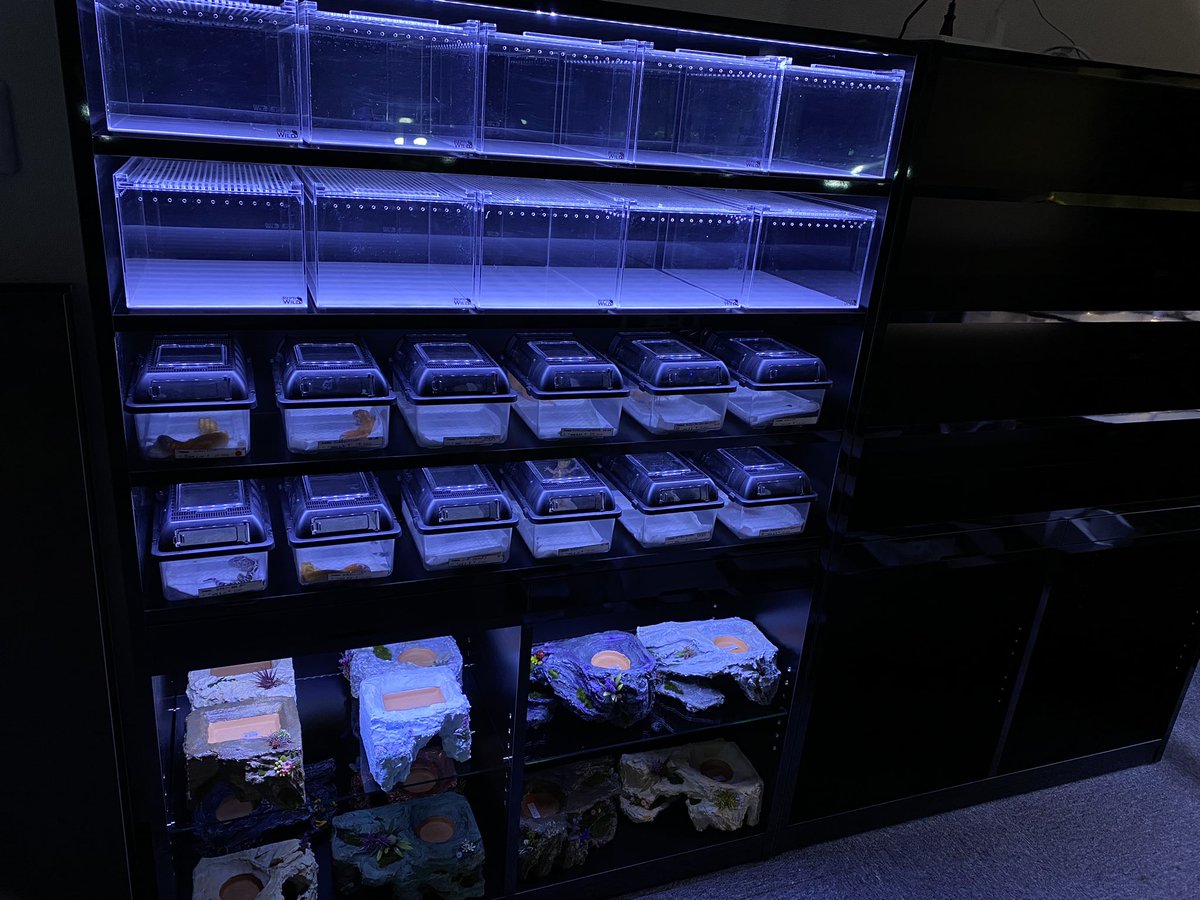 店内、レオパ、ニシアフの展示棚が完全オリジナルの什器に変更されまし