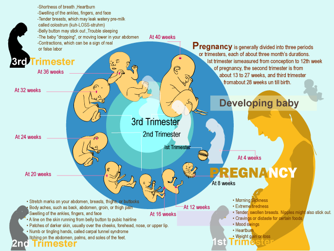 Pregnancy Stages

#PregnancyStages  #BestGynecologistInMumbai #DrNeelimaMantri #MumbaiBestGynaecologist