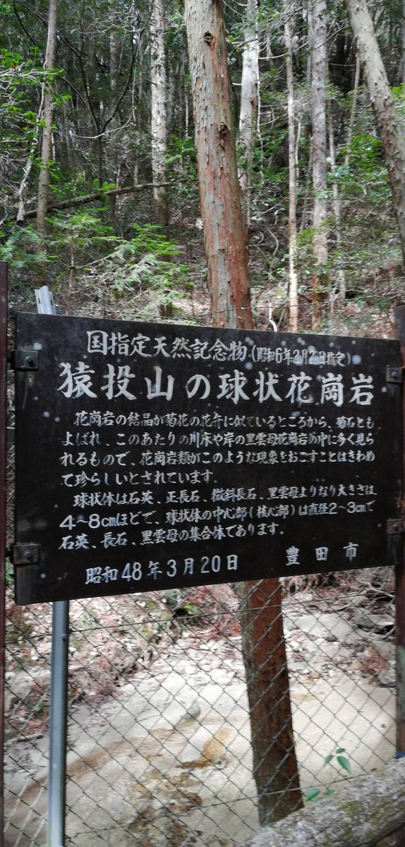 isizuki's tweet photo. 猿投山の菊花石（球状花崗岩)
最初は丸みを帯びた花崗岩だと思っていましたが、"球状"っていうのはそういう意味ではなかった、、、
菊花石のようなもの(おそらく菊花石)知ったとき、小さい結晶だと思いましたが、思っていたより大きい結晶! https://t.co/lymOf0dwtO